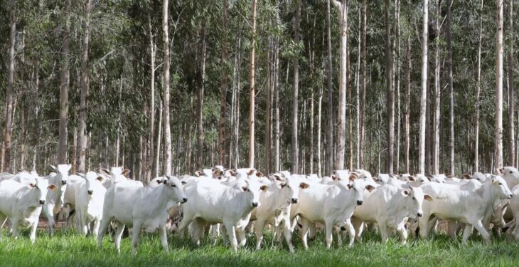 Declaração de Rebanho: segunda etapa da campanha da Iagro começa em 1º de novembro
