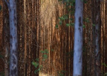 Vale da Celulose: base florestal em Mato Grosso do Sul deve crescer 40% até 2028