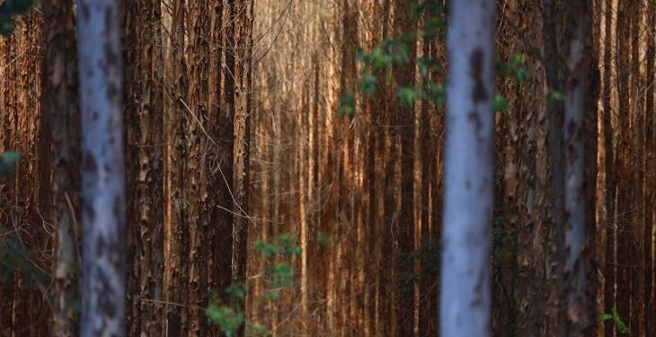 Vale da Celulose: base florestal em Mato Grosso do Sul deve crescer 40% até 2028
