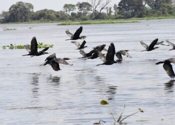 Com exemplo de MS na preservação do Pantanal, Governo Federal sanciona estatuto para o bioma