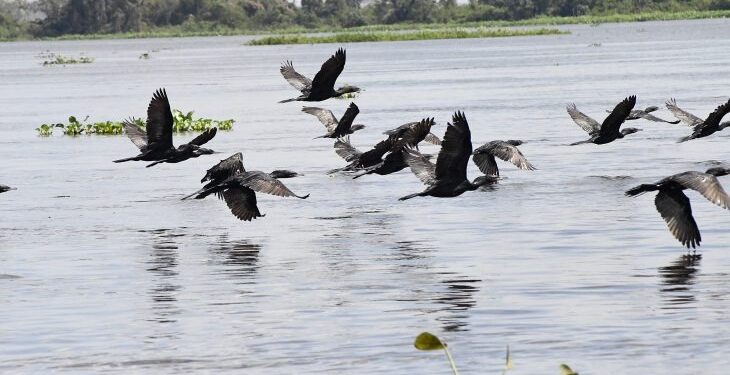 Com exemplo de MS na preservação do Pantanal, Governo Federal sanciona estatuto para o bioma