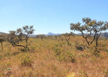 Com reconhecimento nacional, MS poderá captar recursos internacionais para conservar florestas e reduzir emissões de carbono