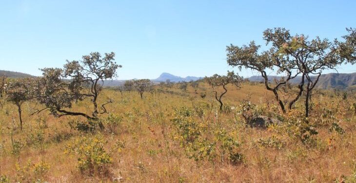 Com reconhecimento nacional, MS poderá captar recursos internacionais para conservar florestas e reduzir emissões de carbono