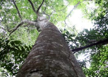 Habilitado para captar recursos de REDD+, MS vai estruturar mercado de carbono a partir de 2026