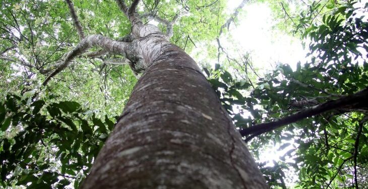 Habilitado para captar recursos de REDD+, MS vai estruturar mercado de carbono a partir de 2026