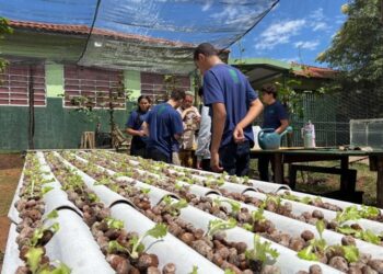 Do ar para a terra: escola estadual de MS transforma água de ar-condicionado em alfaces sustentáveis