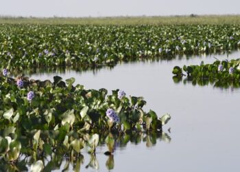 MS na COP30: Estado apresenta ao mundo expertise única em carbono neutro e avanço econômico sustentável