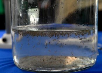 Em parceria com a SES, Bioparque Pantanal realiza “Dia D” de combate à dengue