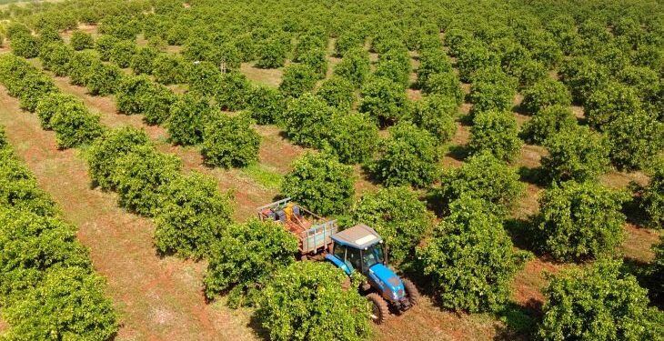 Citricultura: MS Citrus Summit vai debater nova fronteira produtiva em Três Lagoas