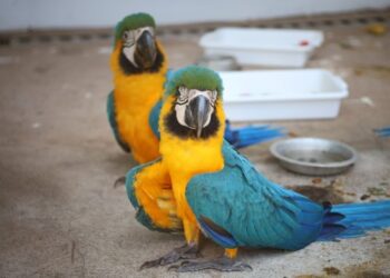 Governo de MS inaugura centro de triagem de animais silvestres em Três Lagoas