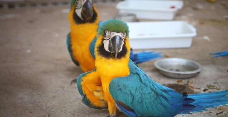 Governo de MS inaugura centro de triagem de animais silvestres em Três Lagoas