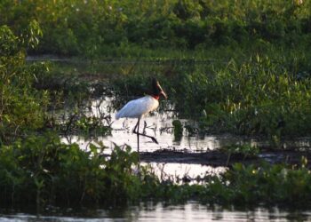 Governo consolida preservação de 126 mil hectares no Pantanal e abre nova chamada do PSA em 2026