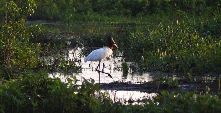 Governo consolida preservação de 126 mil hectares no Pantanal e abre nova chamada do PSA em 2026