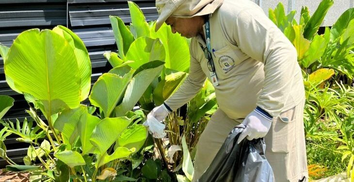 Estudo associa presença da Wolbachia à queda da dengue em Campo Grande