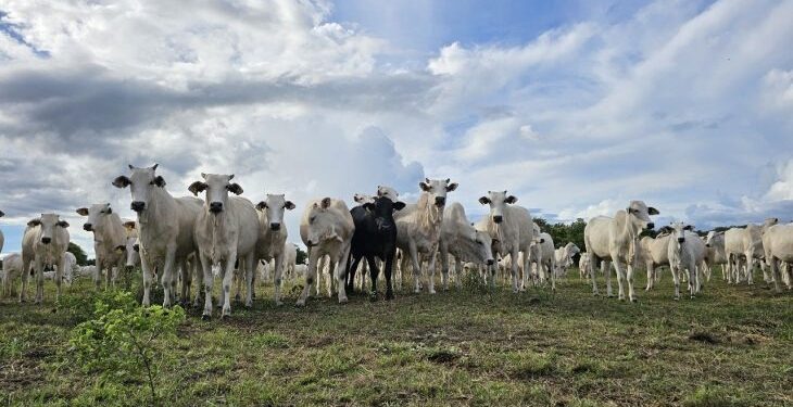 Recuperação de pastagens em MS avança com políticas públicas estruturantes, crédito e tecnologias