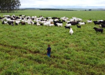 Com maior crescimento do país, agro de MS é fruto de incentivo, modernidade e sucesso do homem do campo