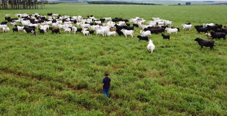 Com maior crescimento do país, agro de MS é fruto de incentivo, modernidade e sucesso do homem do campo