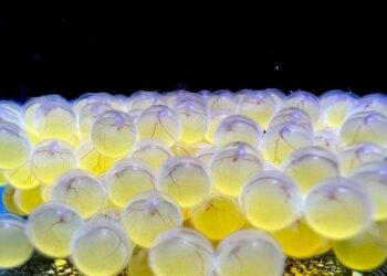 Bioparque alcança 100ª reprodução e se consolida como maior banco genético vivo de água doce do mundo