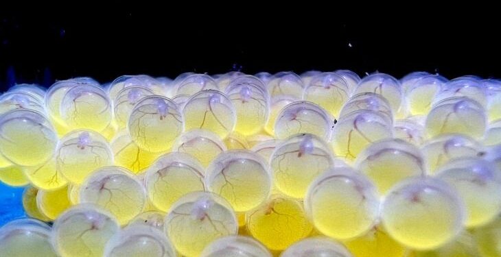 Bioparque alcança 100ª reprodução e se consolida como maior banco genético vivo de água doce do mundo