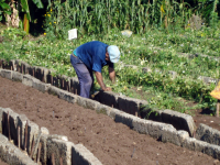 Em meio à crise, Cuba autoriza iniciativa privada a comercializar produção agrícola