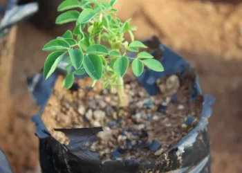 Estudo da UNESP aponta árvore “milagrosa” que remove 98% de microplásticos da água