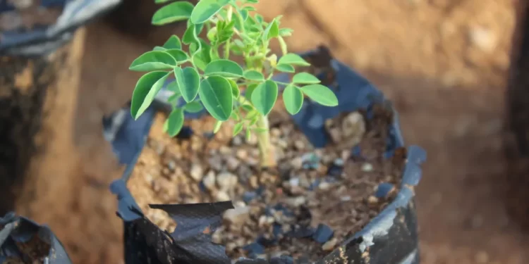 Estudo da UNESP aponta árvore “milagrosa” que remove 98% de microplásticos da água
