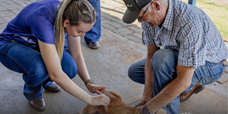 Dia D contra a raiva vacina mais de 3,4 mil cães e gatos em São Gabriel do Oeste