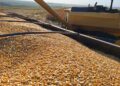 Colheita do milho chega a 87,2% em MS, mas produtores enfrentam gargalos no escoamento
