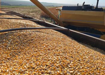 Colheita do milho chega a 87,2% em MS, mas produtores enfrentam gargalos no escoamento