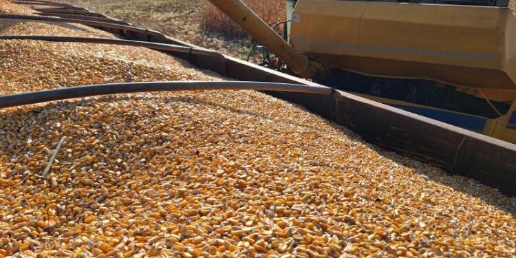 Colheita do milho chega a 87,2% em MS, mas produtores enfrentam gargalos no escoamento