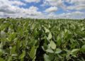 Plantio da soja começa nesta quarta-feira em Mato Grosso do Sul