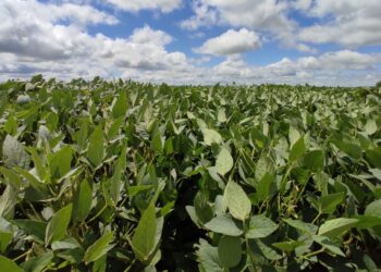 Plantio da soja começa nesta quarta-feira em Mato Grosso do Sul