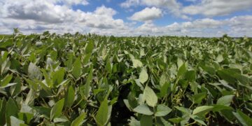 Plantio da soja começa nesta quarta-feira em Mato Grosso do Sul