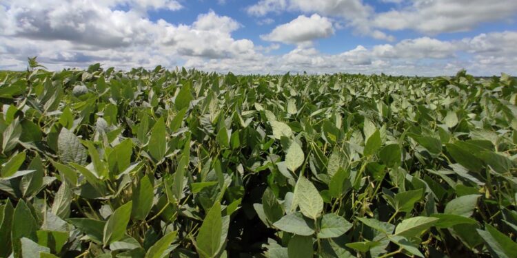 Plantio da soja começa nesta quarta-feira em Mato Grosso do Sul