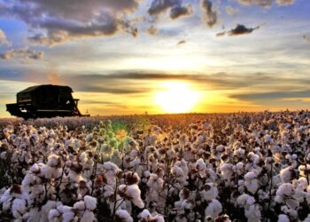 Costa Rica dispara na produção de algodão e lidera ranking de Mato Grosso do Sul