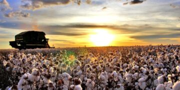 Costa Rica dispara na produção de algodão e lidera ranking de Mato Grosso do Sul