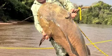 Jaú de 1,74 metro e 80 quilos surpreende pescador durante pescaria em Alcinópolis
