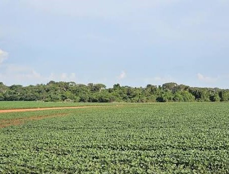 Vazio sanitário da soja termina nesta terça-feira em MS; plantio começa na quarta