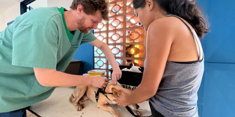 Atendimento veterinário gratuito começa nesta segunda-feira no Maria Pedrossian