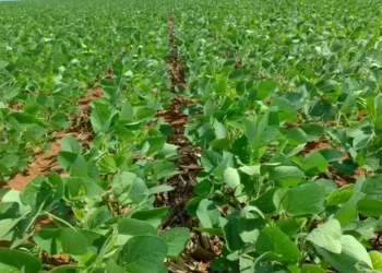 Chuvas dificultam formação das lavouras de soja, mas plantio segue adiantado em MS