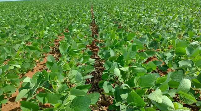 Chuvas dificultam formação das lavouras de soja, mas plantio segue adiantado em MS