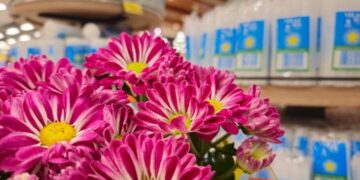 Flores para Finados têm diferença de até 202% em Campo Grande, aponta Procon