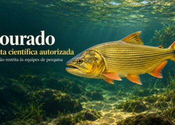 Imasul autoriza captura de dourado para pesquisa nas bacias do Paraguai e Paraná