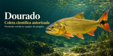 Imasul autoriza captura de dourado para pesquisa nas bacias do Paraguai e Paraná